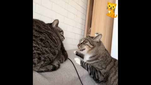 Talkative Cats