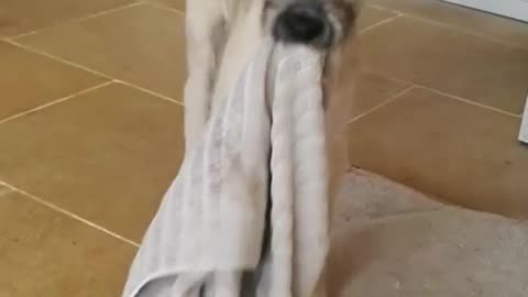 Tan dog drags grey towel while walking