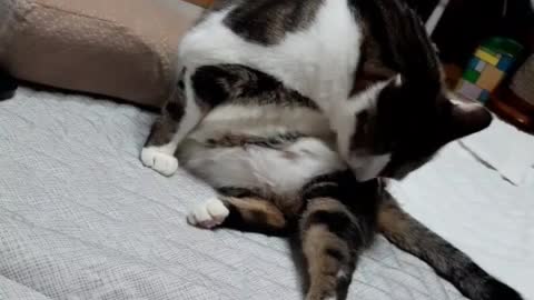 The cat notices the cough