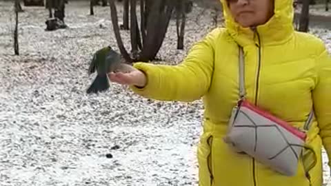 Wild tits fly to a woman without an order by a single gesture