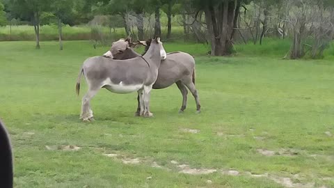 Animal drive-thru Safari