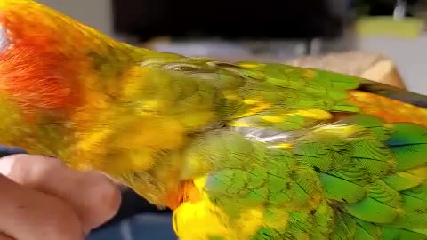 Training a conure to wear a harnes 2nd day!