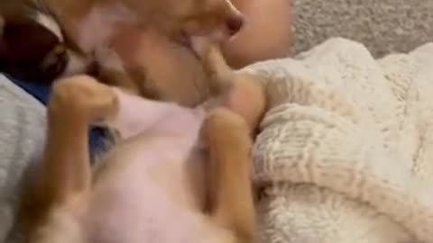Hungry pup chews sister foot while