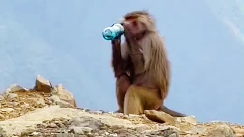 Funny monkey drink alchol😉😉