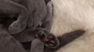 Cat Moving her Tail In Her Sleep