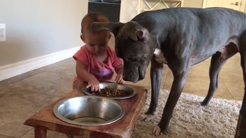 Baby and pitbull sharing lunch
