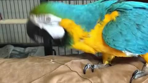 Charley the parrot screaming , tells herself to shut up.