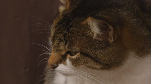 cat knows when owner coming on door