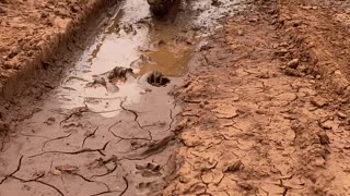 Dog Dives Straight Into Mud