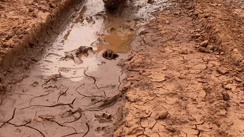 Dog Dives Straight Into Mud