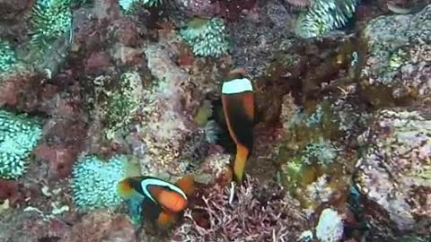 Diver Explore Fishes Living Inside Coral reefs