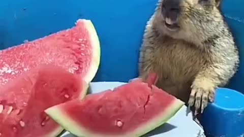Don't teach me how to cut a watermelon! Teach me how to eat a watermelon!