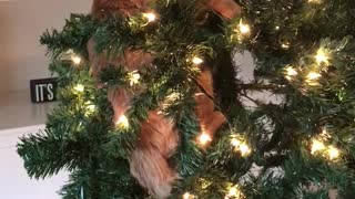Cat treats Christmas tree like personal jungle gym