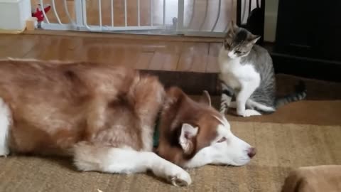 Cat bullies Our Husky