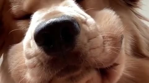 Cute 🐕 dog cute 🐕 dog cute 🐕 dog