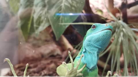 Portrait of funny colorful lizard looking through glass. Close up blue and green scales skin