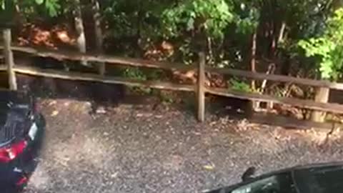 Bear Sneaks Into SUV And Rips It Apart