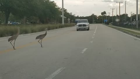 Birds Stopping Traffic (Florida)