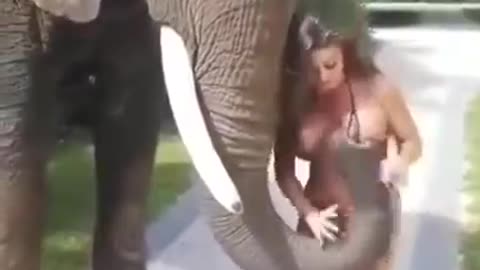 The elephant is a real man ! (humor, laughter, jokes)