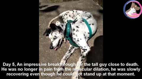 Rescuing poor dog who was abused by his owner, he was hanged from a tree and thrown out on thestreet