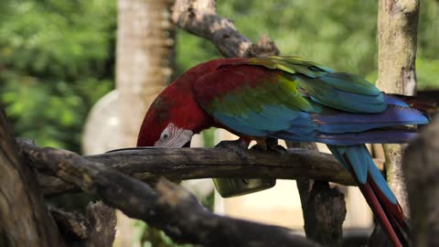 Beatiful macaw parrot feeding on a tree branch