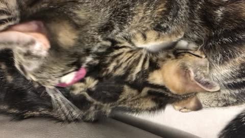 Cute Little Kitten Suckling From Mom