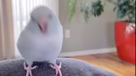 parrots dance