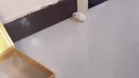 Cute cat scared 🤗🤗,