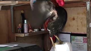 Unbalanced Rooster Cannot Keep Upright