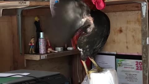 Unbalanced Rooster Cannot Keep Upright