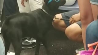 Medium black dog with blue glasses on train