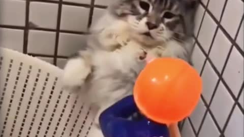 Funny and Cute Cats (03) - Soldier Defeated!