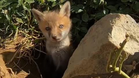 The fox & his friend wild young fox