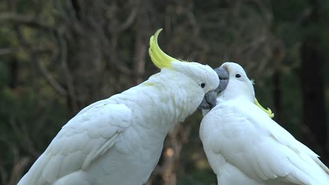 Big white birds