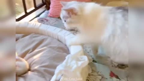 How Well Mother Cats Take Care of Their Kittens? | Cute Cats and funny