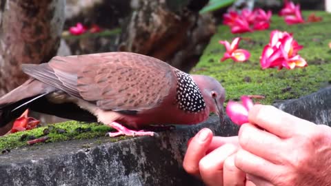 BREAKING Cockpit Cuckoo Flies freely