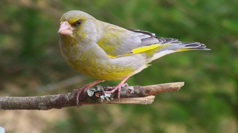 Greenfinch on the Branch