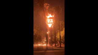Lightning Strike Palm Tree Fire