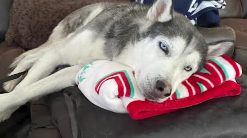 Walking skeleton turns into the most beautiful husky. Ryker finds new home after rehabbing.