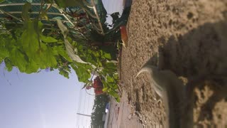 Wild lizards check out GoPro Camera!