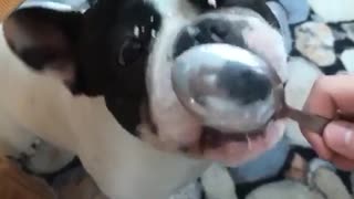 Look How this Dogs Loves Food