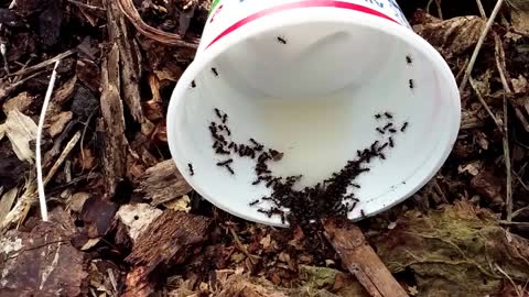 Borax and DIY Ant Trap (with educational, health, and safety facts using all natural Borax).