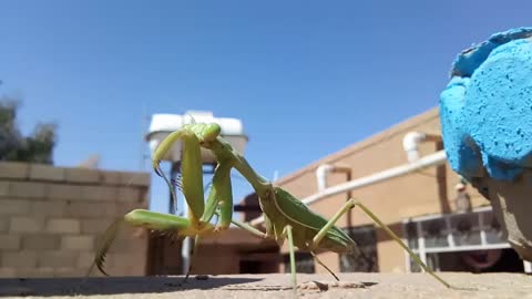 The mantis cleans itself