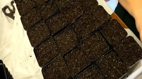 Starting Seeds in 2021 | Kale, Flowers, Peppers | Gardening