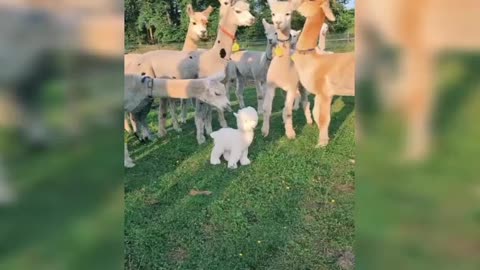 Funny ALPACAS .. Checking out their new friend 🦙😂😂