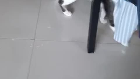 Adorable cat playing with a balloon 😂