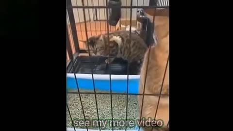 Rumble / cat drama best viral video