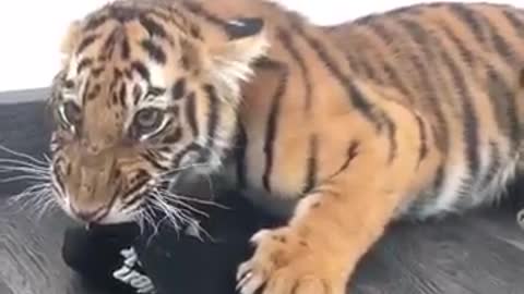 Tiger cub roaring 🐯