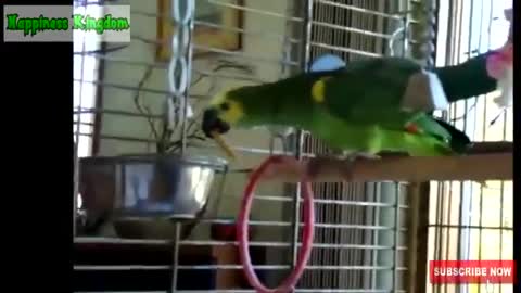 The Best Funny Bird and Parrot