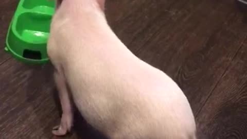 Mini pig requests food